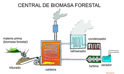 como é classificada a biomassa